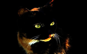 Black cat, yellow eyes, animals, cat, pet, dark HD wallpaper