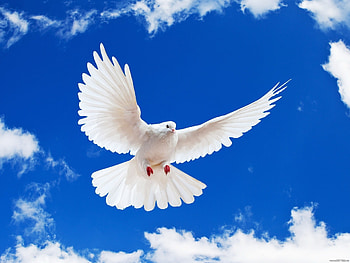 Animals, Birds, Sky, Pigeons HD wallpaper