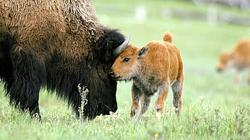 Buffalo, Majestic creatures, Bison in their habitat, Nature's balance HD wallpaper