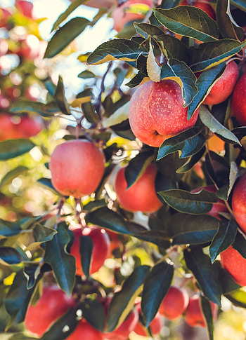 Fruits, Food, Apples, Ripe, Harvest HD phone wallpaper