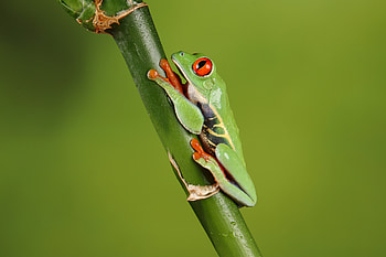 Animals, Macro, Frog HD wallpaper