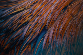 Feather, Bird, Texture, Textures HD wallpaper