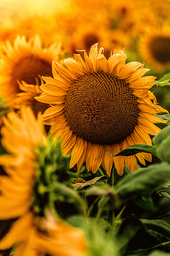 Flowers, Petals, Sunflower HD phone wallpaper