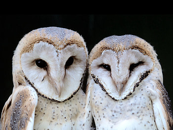 Animals, Owl, Dark, Bird, Couple, Pair, Muzzle, Predator HD wallpaper
