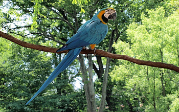 Animals, Parrots, Bird, Sit, Forest, Branch, Color, Tail, Macaw HD wallpaper