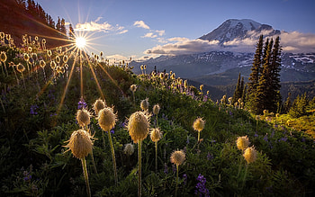 Mountain Meadow, trees, sunbeams, meadow, flowers, mountains HD wallpaper
