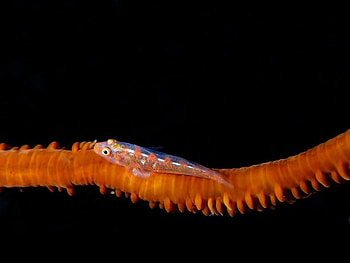 Sea Creature, sea, creature, water, ocean HD wallpaper