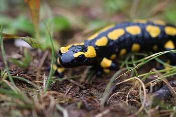 Fire salamander, Salamandra salamandra, Naturalist's observation, Striking colors HD wallpaper