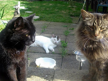Cat trio, cat, trio HD wallpaper