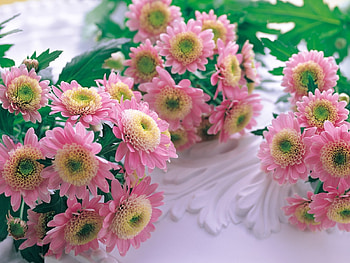 Plants, Flowers HD wallpaper