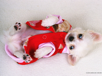 Animals, Dogs HD wallpaper