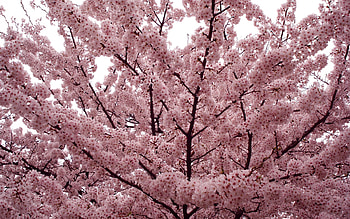Flowers, Wood, Tree, Branches, Bloom, Flowering, Spring, Mood HD wallpaper