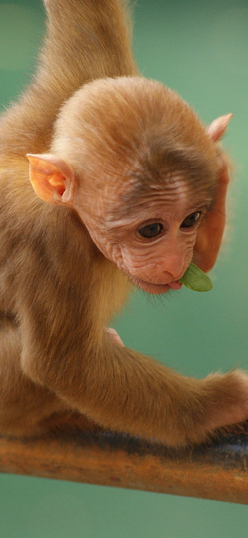 Baby monkey, Apes HD phone wallpaper