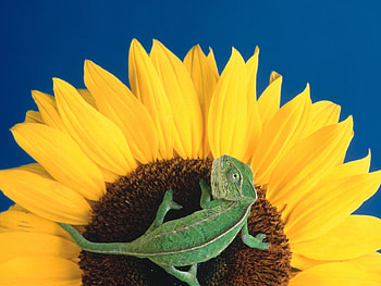 Animals, Plants, Sunflowers, Chameleons HD wallpaper