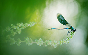 Dragonfly, bokeh, white, yellow, green, insect, libelula HD wallpaper