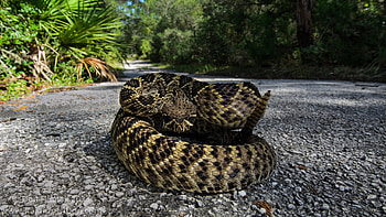 Eastern diamondback rattlesnake, Serpent-themed , Wildlife-inspired design, Artistic background HD wallpaper