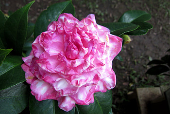 Camellia japonica, flowers, pretty, ornamental HD wallpaper