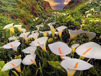 Landscape, Flowers HD wallpaper