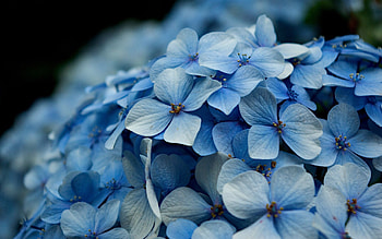 Hydrangea flowers, Graceful petals, Floral beauty, Nature's artwork HD wallpaper