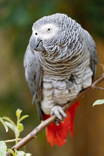 Animals, Parrots, Bird, Branch, Sight, Opinion, Macaw HD phone wallpaper