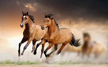 Galloping mustangs, Horses HD wallpaper