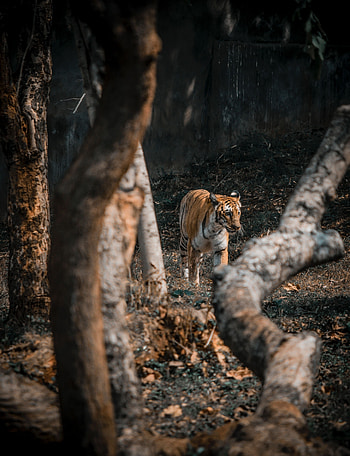 Animals, Trees, Predator, Big Cat, Tiger HD phone wallpaper