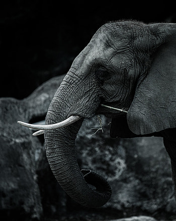Animals, Bw, Chb, Animal, Elephant, Tusks HD phone wallpaper