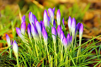 Spring flowers, sunny, beautiful, grass, spring, nice, tender, delicate, crocus, pretty, nature, flowers, lovely HD wallpaper