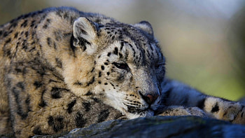 Snow leopard, wild animals, wild leopard, wild cats, cats, , wild, big cats, predators, leopard, wildlife, animals, nature, wilderness HD wallpaper