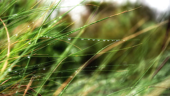 Grass, Macro, Vegetation, Greens HD wallpaper