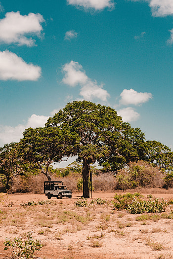 Nature, Savanna, Bush, Wood, Tree, Car, Vegetation, Machine, Wildlife HD phone wallpaper