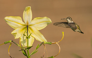 *** Humminbird ***, animal, birds, bird, animals HD wallpaper