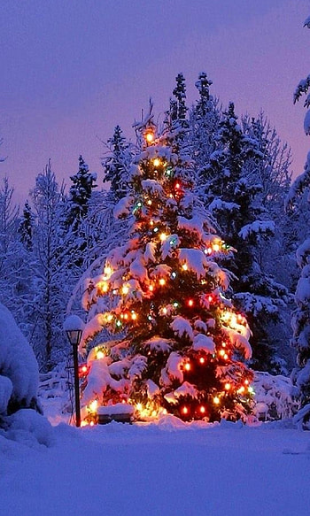 Christmas Tree Covered In Snow, evening, christmas lights, christmas tree, holiday, Christmas HD phone wallpaper