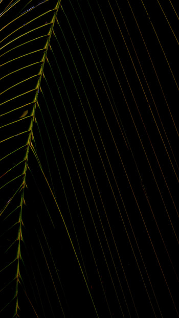 Plant, Dark, Sheet, Leaf HD phone wallpaper