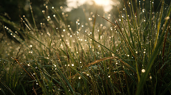 Morning Dew: Nature's Crystal Carpet, Grass, Sunlight HD wallpaper