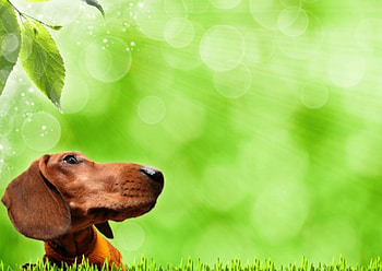 Funny dachshund, dog, grass, dachshund, green HD wallpaper