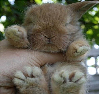 Bunny, sleeping bunny, cute bunny, bunny in hand HD wallpaper