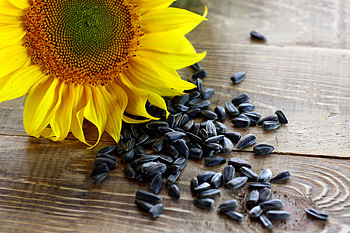 Roasted sunflower seeds , stock , Crunchy delight, Creative commons license HD wallpaper