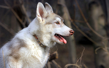 Animals, Dog, Rest, Relaxation, Profile, Husky, Haska HD wallpaper