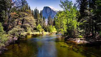 The Halfdome, Yosemite, trees, river, california, usa, mountains HD wallpaper