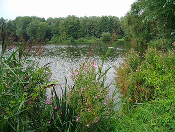 Plants, Landscape, Nature, Lake, Forest HD wallpaper
