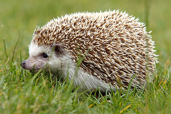 Hedgehog art, Artist's masterpiece, Eye-catching , Captivating designs HD wallpaper