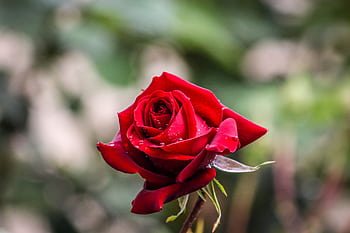 Vibrant red rose with dewdrops in soft focus background, symbolizing romance. HD wallpaper