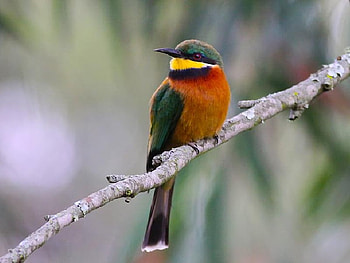 Beautiful Bird, colors, beautiful, bird HD wallpaper