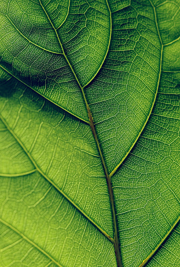 Macro, Surface, Leaflet, Veins HD phone wallpaper