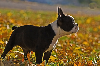 Puppy with leaves, dogs, puppies HD wallpaper