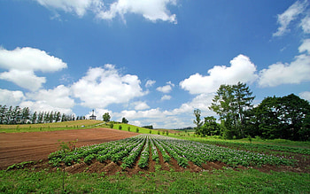 Nature, Summer, Field, Plantation, Rows, Ranks, Culture, Farm, Economy HD wallpaper