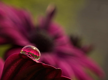 Waterdrop, art , reflection, flower, red, beautiful HD wallpaper