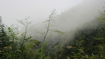 Dense fog in the mountain, Dense fog, green, tree, mountain HD wallpaper