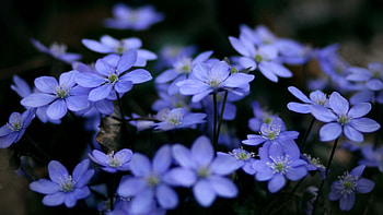 Plants, Flowers, Violet HD wallpaper